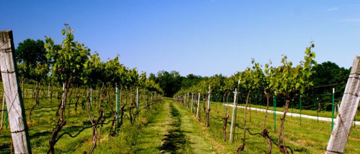 Robller Winery Vineyard